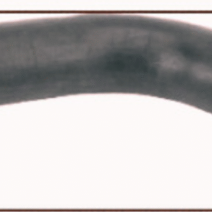 TWD Spare Parts - replaces 1297739 Radiator Hose DAF